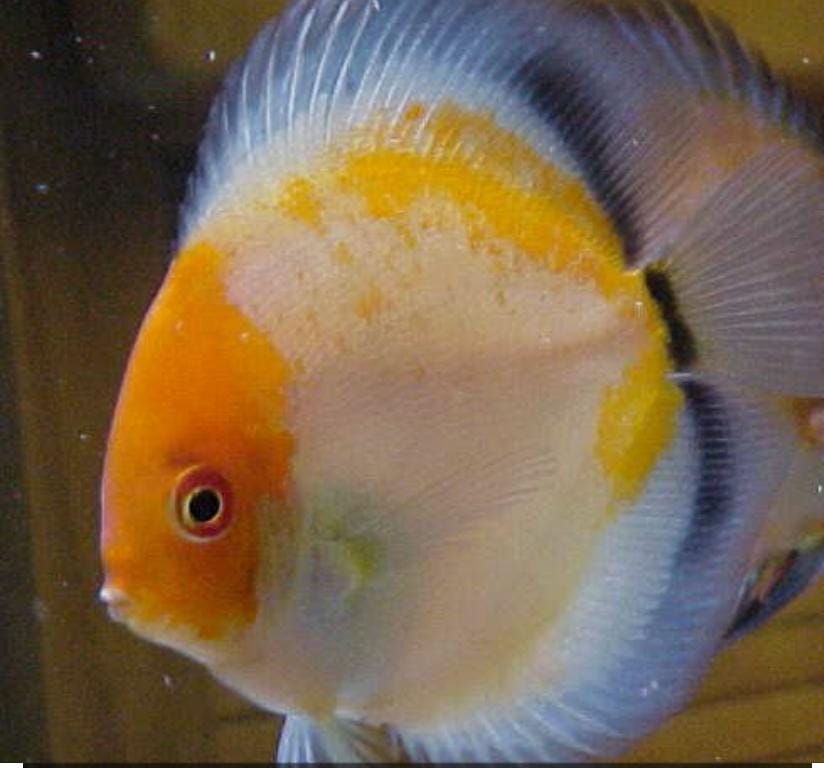 Discus golden calico nebula