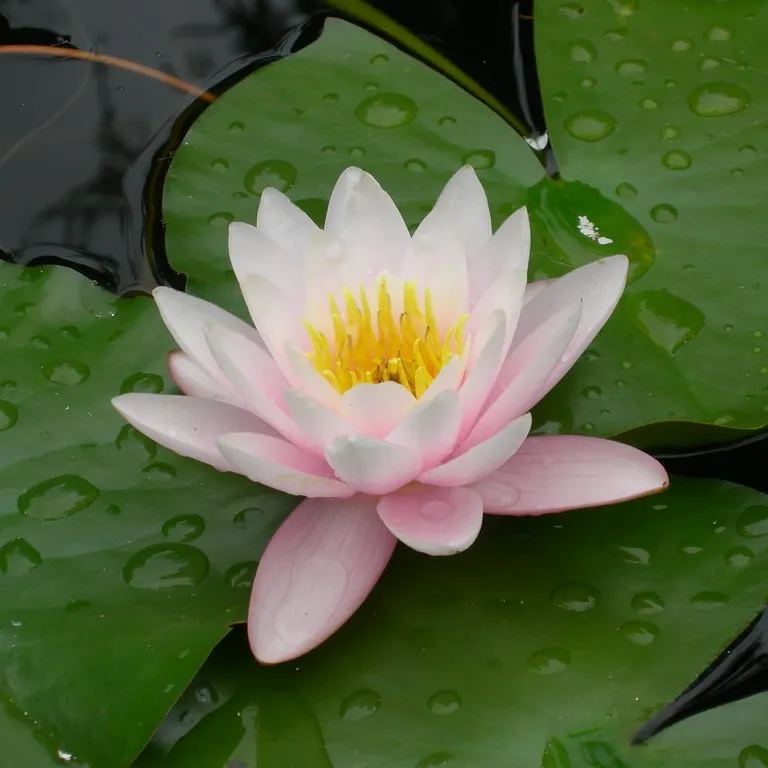 Nenufar Rosado En Estanque