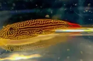 Locha de Borneo Reticulada