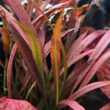 CRYPTOCORYNE SPIRALLIS TIGER