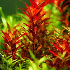 Rotala Red Blood