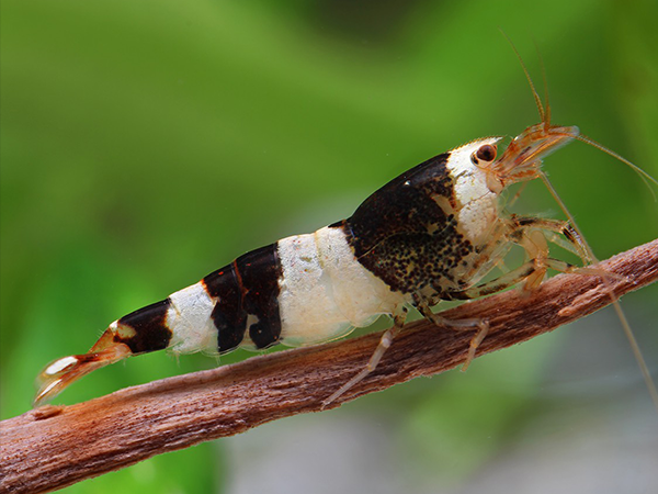 Camaron Abeja