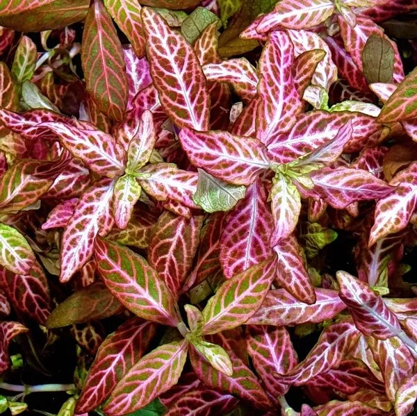 HYGROPHILA POLYSPERMA ROSANERVING