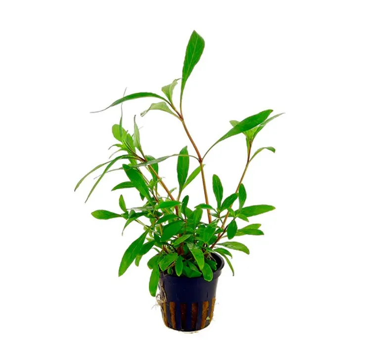 HYGROPHILA SIAMENSIS 53B EMERGIDA