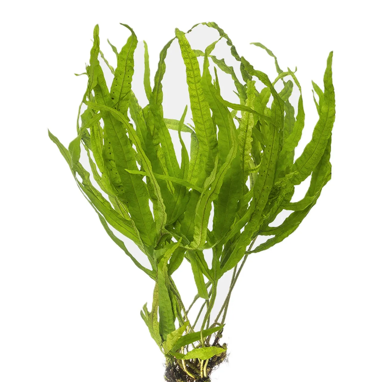 MICROSORUM PTEROPUS VAR TRIDENT