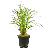 POTAMOGETON GAYII