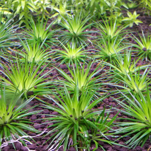 ERIOCAULON MALAYATTOOR