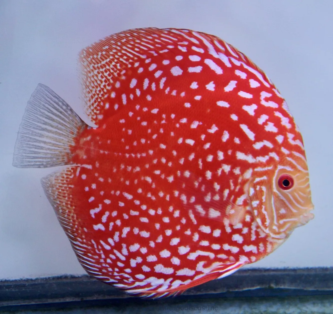 Discus Red Eagle