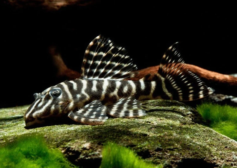 Pleco L129 Zebra Colombiano