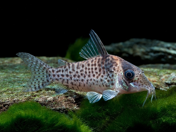 Brochis Agassizi (Ex Coridora Agassizi)