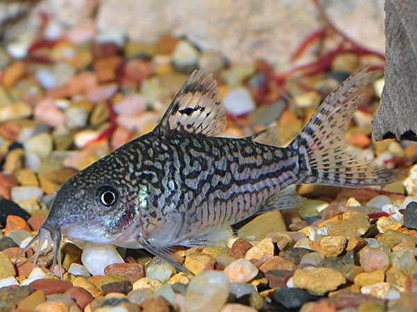 Gatrodermus Elegans (Ex Coridora Elegans)