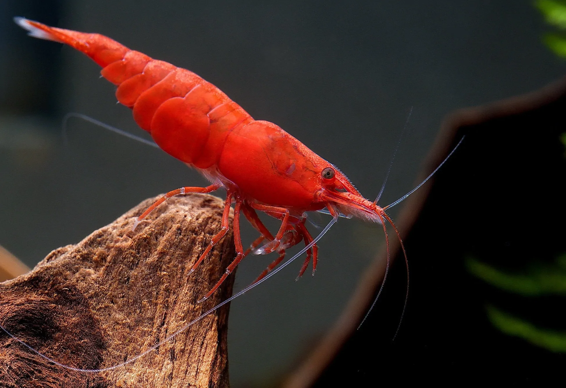 Neocaridina Fire Red