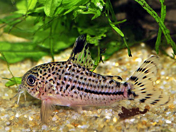 Hoplisoma Leopard Julii (Ex Coridora Leopard Julii)