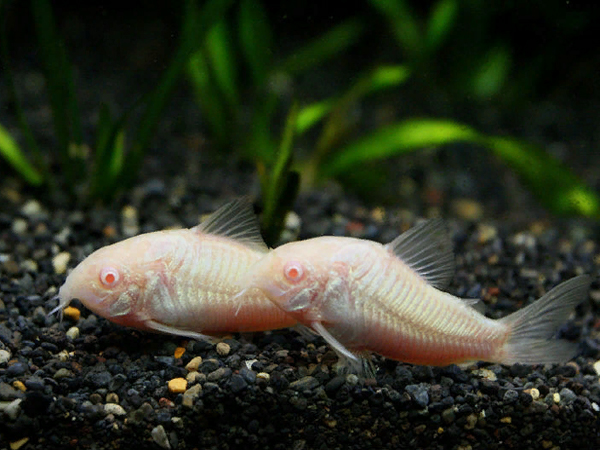 Hoplisoma Paleatus Albina (Ex Coridora Paleatus)