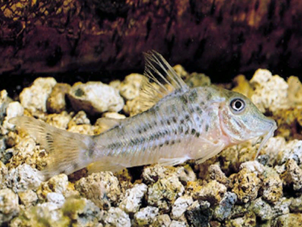 Coridora Vittatus