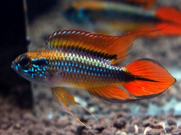 Apistogramma Agassizi Double Red