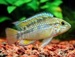 Apistogramma Algodón Casal