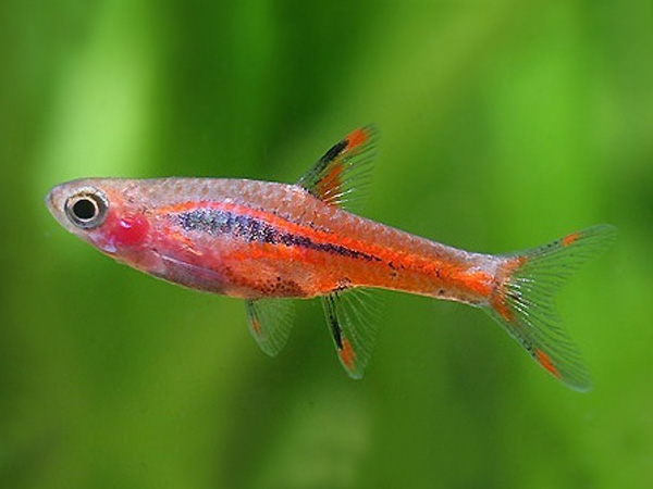 Rasbora Brigitae