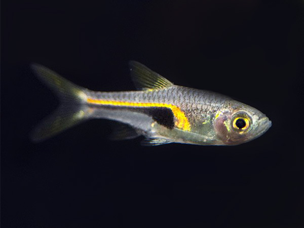 Rasbora Cooper/hengeli