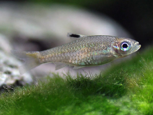 Rasbora Hi Spot
