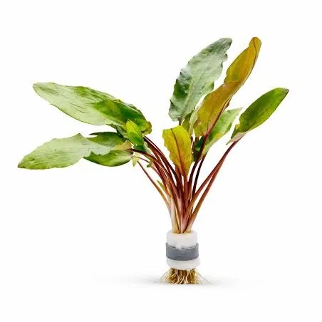 CRYPTOCORYNE  WENDTII BROADLEAF
