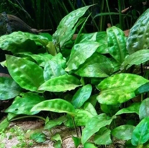 CRYPTOCORYNE PONTEDERIFOLIA