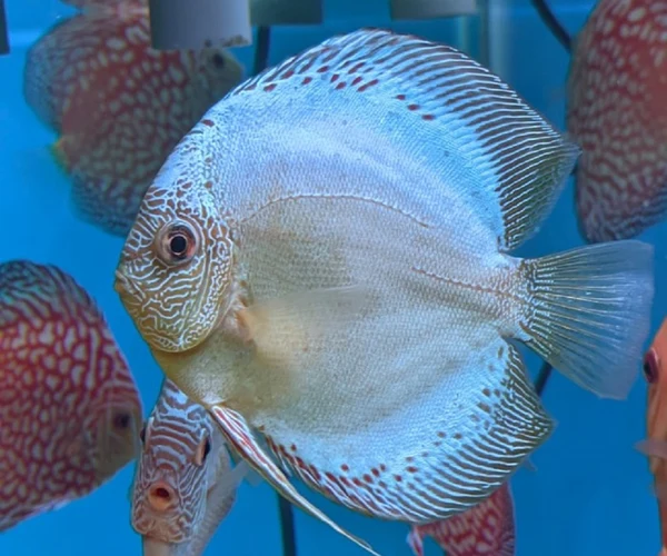 DISCUS BLUE SCORPION GRADO A