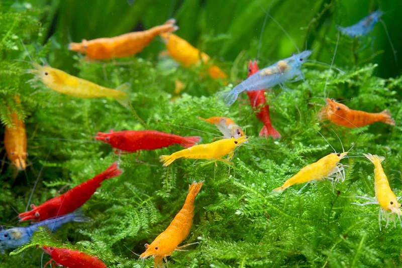 Neocaridina Surtidas Seleccion