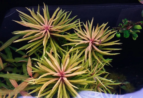 POGOSTEMON KIMBERLY