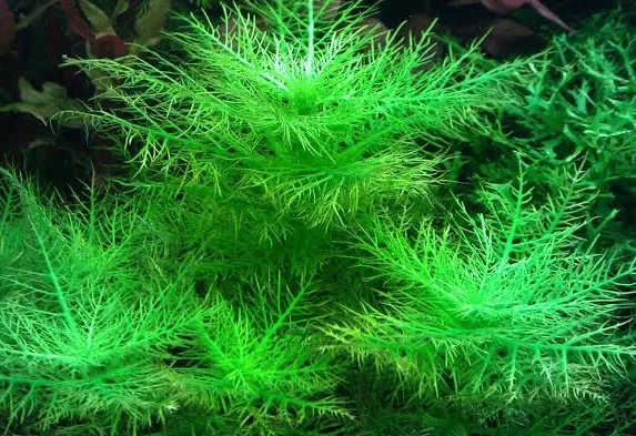 HYGROPHILA BALSAMICA