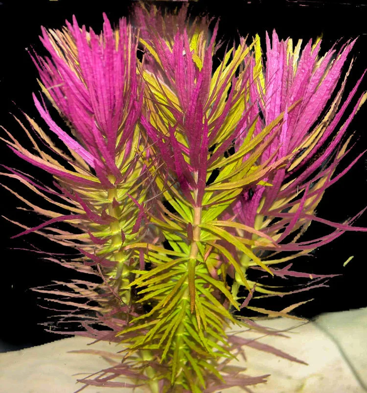 Limnophila Hippuroides