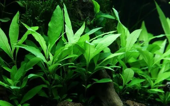 HYGROPHILA SIAMENSIS 53B