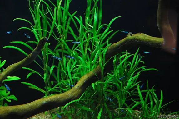HYGROPHYLA COSTATA