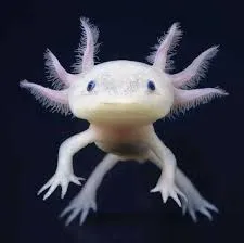 Guia de cuidado de Axolotes