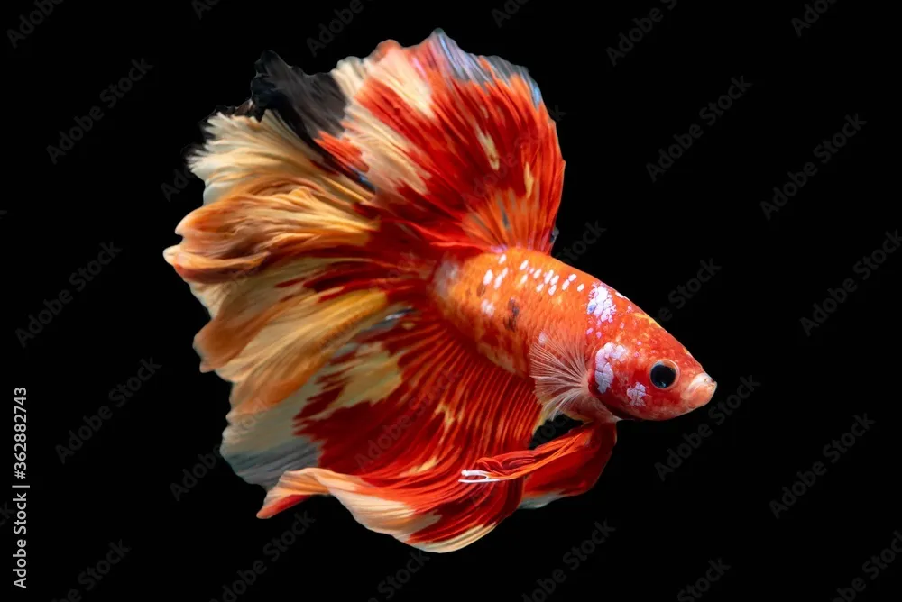 Betta Koi Long Tail Macho