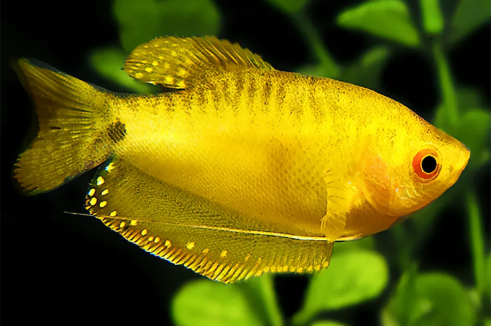 Tricho Dorado Grande