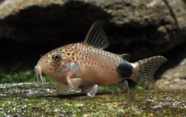 Hoplisoma Caudimaculatum (Ex Coridora Caudimaculatumi )