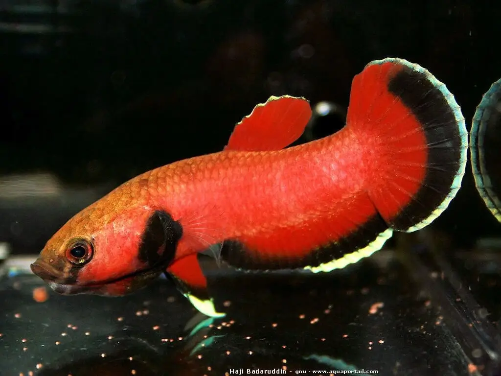 Betta Channoides Casal