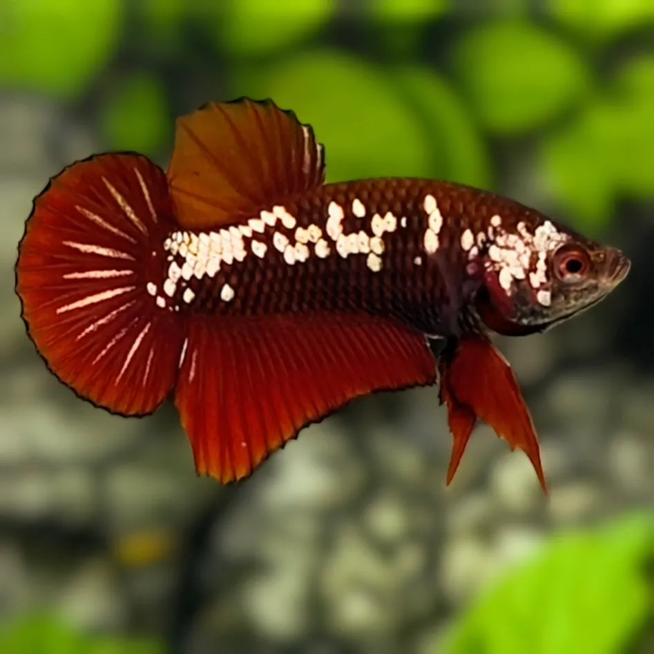 Betta Red Mamba Macho
