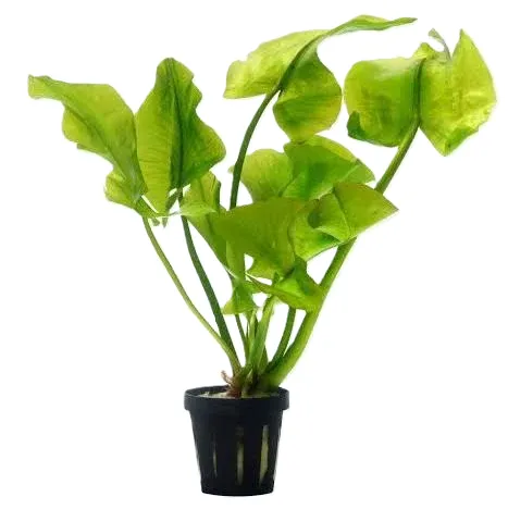NUPHAR JAPONICA