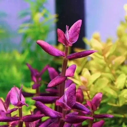BACOPA SALZMANNII