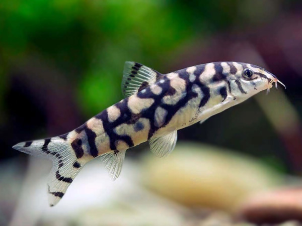 Botia Histrionica