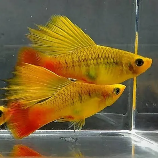 Platy Merigold Velífero