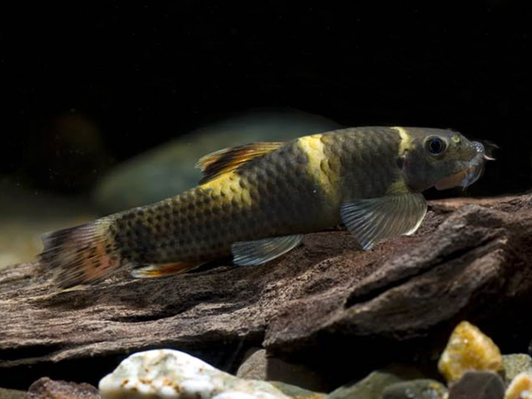 Garra Arcoiris