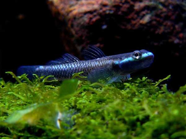 Gobio Cobalto Blue
