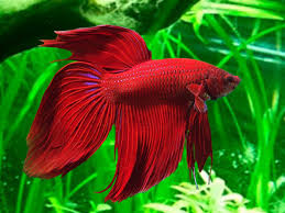 Betta Long Fin Macho