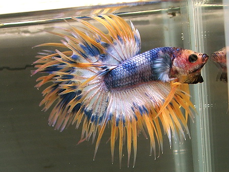Betta Crowntail Tricolor Macho