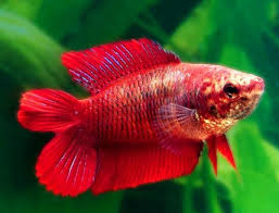 Betta Doble Cola Hembra