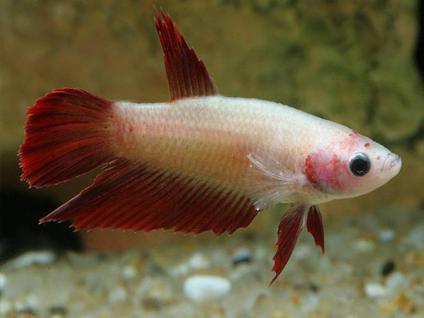 Betta Hembra Surtidas