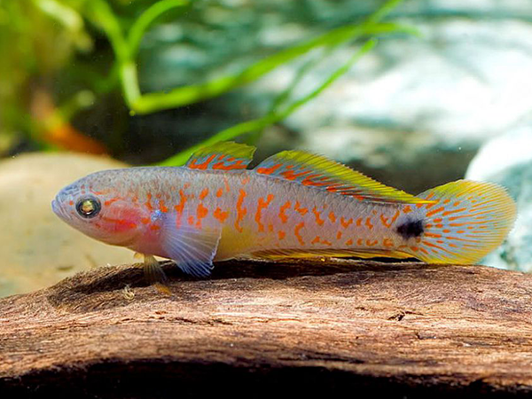 Tateurdina Ocellicauda